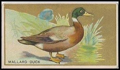 24 Mallard Duck